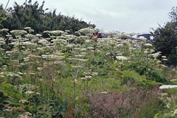 Giant Hogweed